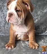 french bulldog puppy posted by Jessica reynolds